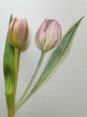 Gleznosana pieaugusajiem 31